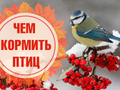 Не забывайте кормить птиц